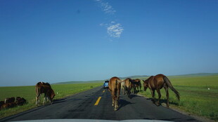 草原公路上的马群