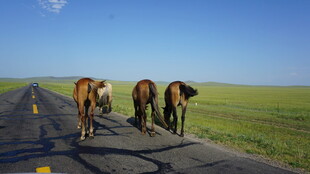 草原公路上的牛群漫步