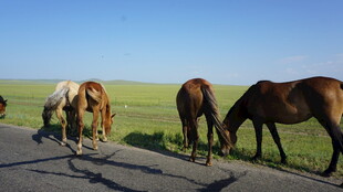 草原公路边低头吃草的马