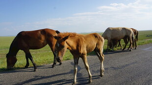 马群漫步在公路上