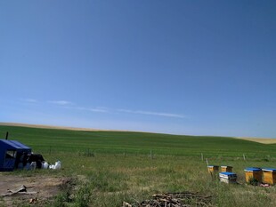 草原上的蓝色车辆与蜂箱