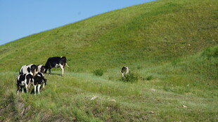 草原上的牛群悠然吃草