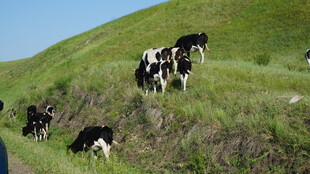 山坡上的黑白花奶牛