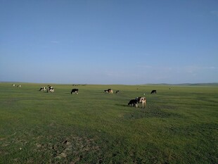 草原上悠闲吃草的牛群