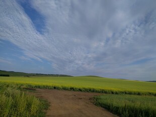乡间小路旁的广袤绿野