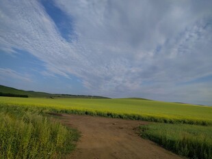 乡间小路旁的黄绿田野