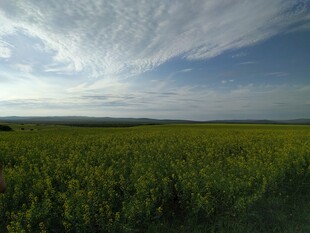 广袤田野 蓝天白云相衬