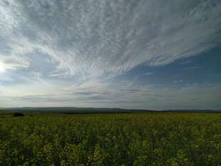 广袤绿野上的蓝天白云