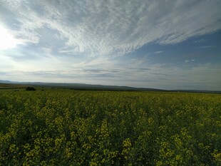金黄油菜田与蓝天白云