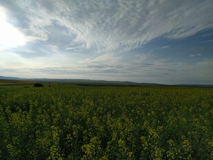 广袤油菜田与蓝天白云
