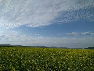 广袤油菜田与蓝天白云