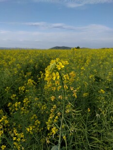 金黄油菜花田美景