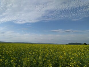 金黄油菜田 蓝天相映衬