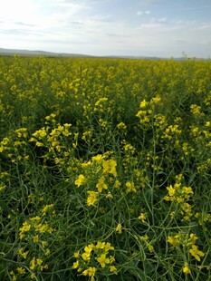 金黄油菜花田美景