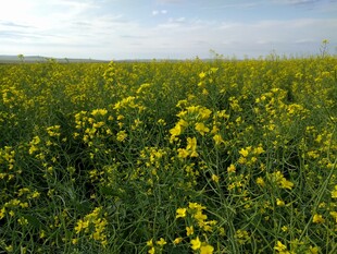 金黄灿烂的油菜花田