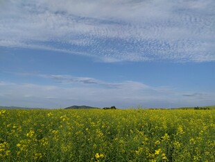 金黄花海 蓝天白云下的田野