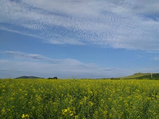 金黄油菜花田蓝天白云景