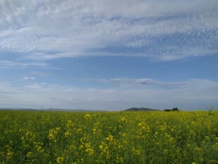 金黄花海与蓝天美景