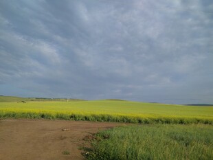 田野风光 黄绿相间美景