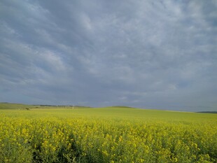 金黄油菜田与天际云朵