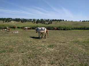 草原上悠闲的牛群