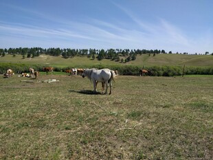 草原上的牛群悠然自得