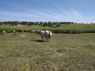 草原上悠闲的马群