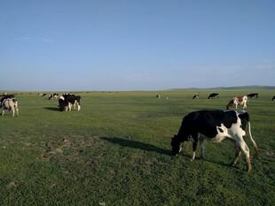 草原上的黑白花奶牛