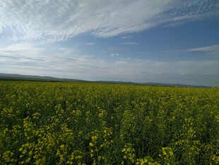 金黄花海 蓝天相映成趣