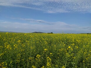 金黄油菜花田 蓝天白云景