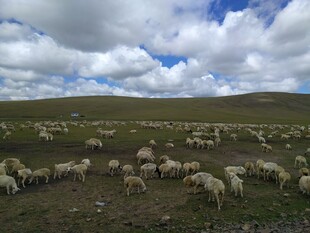 草原羊群 蓝天之下的牧场景象
