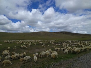 草原羊群 蓝天白云下的风景