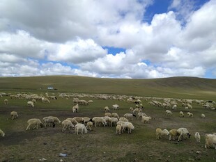 草原羊群风景