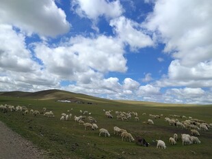 草原羊群漫步蓝天之下