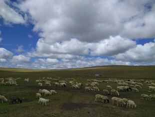 草原羊群 蓝天白云美景