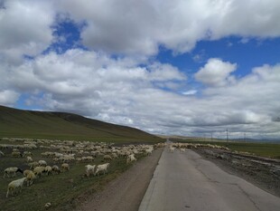 草原公路羊群蓝天白云景