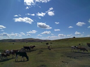 草原上的牛马群