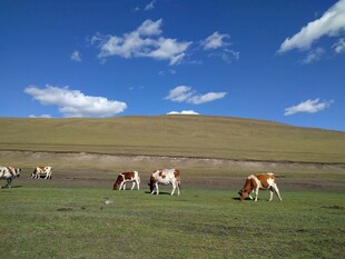 草原上悠闲吃草的牛群