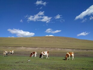 草原牧牛图