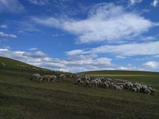 草原羊群在蓝天白云下