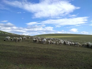 草原羊群漫步图景