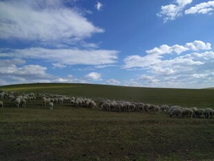 草原羊群漫步蓝天之下