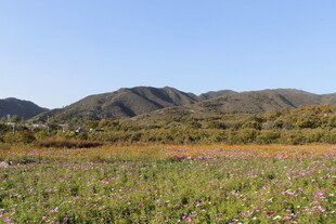 山野草地风光