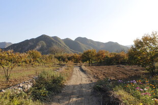 山间小径 秋景如画
