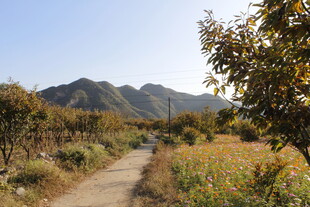 山间小径秋景