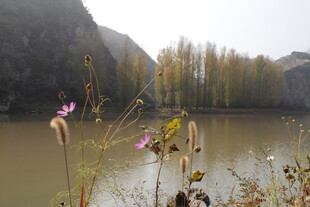 湖畔野花与远处山林景色