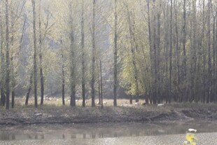 河畔树林风景