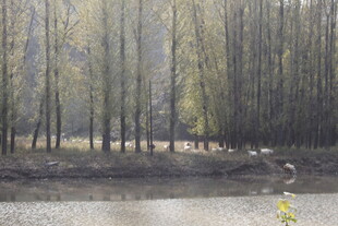林间河畔风景