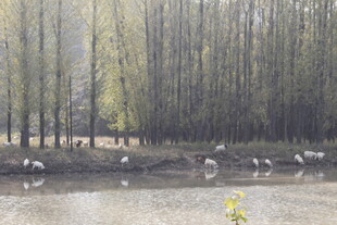 湖畔树林风景
