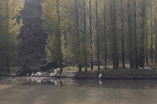 林间湖畔静谧自然美景